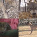 개야농장 이미지