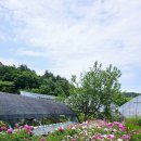 진부농장 이미지