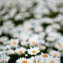 데이지 이미지