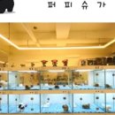 퍼피슈가 이미지