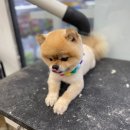 펫마트 강아지 논산점 네이버블로그