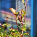 동해중앙초등학교 이미지