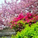 영산홍