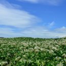 제주 토끼섬 문주란자생지 이미지