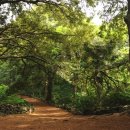 제주 비자림 - 천년의 숲 이미지
