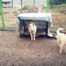 아지사랑 이미지