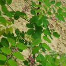 수백농장 이미지