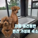 속초애견 더 이쁘개 | 강릉 애견동반 숙소 가성비 펜션 카페 스파 가능 헬로4000 속초 닭강정 맛집 후기!