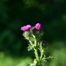 지리산 팔랑마을~바래봉 산행 이미지