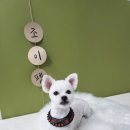 애견미용샵 조이 이미지