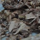 장수통닭 이미지