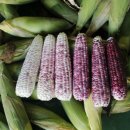 옥과농협 APC 이미지