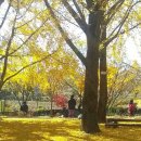 은행나무마을 이미지