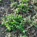 봉양농장2 이미지