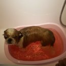 예뻐해줄개 이미지