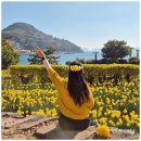 봄꽃힐링투어 | 경남 거제 가볼만한곳 거제 공곶이 수선화 축제 봄꽃구경