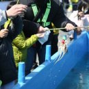 자연알로(서천) | 2026년 서천 동백꽃 주꾸미 축제 기본정보 총정리 일정 장소 프로그램 한눈에