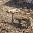 선녀와 강아지 이미지