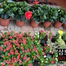 수림꽃뜰안