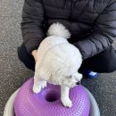 멍문대 애견유치원 | [ 청주 헬스멍 ] 청주 강아지 재활치료 청주 애견 수중 트레드밀 청주 강아지 슬개골 치료