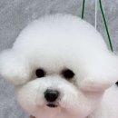조재진동물병원 | 인천 부평구 황언니펫살롱, 가는법, 후기, 주차
