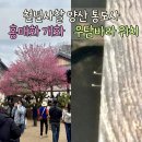 진신 | 통도사 홍매화 실시간 개화 상태 우담바라 위치 사진 찍는 법 부처님 진신사리