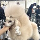 탑 애견 이미지