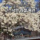 부산 목련 명소 성암사 실시간 후기 주차 꿀팁 포토스팟
