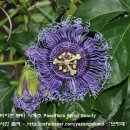 바이런 뷰티 시계초 Passiflora 'Byron Beauty' ? ＜블루 토파즈＞시계초? 이미지