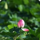 스마트폰으로 인생 샷 찍기(스마트폰 사진 기술) 이미지