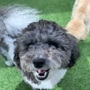 뽀글뽀글 반려견 유치원&호텔 이미지