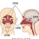 부비동염 증상 급성 만성 축농증 원인 치료 이미지