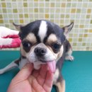 아산호로 노트펫