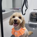 아임댕댕 이미지