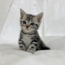 퍼스트독앤캣 이미지