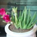 전곡초교 이미지