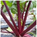 비트재배법 이미지