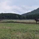 태영목장 이미지