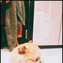 더독스 강아지분양 서울 이미지