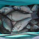 신명낚시 이미지