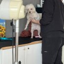 슈가몽 | 내돈내산 태안 슈가몽 애견펜션 후기