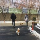 도담애견 이미지