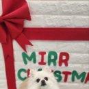 미르동물의료센터 이미지