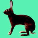 BELGIAN HARE /Max. weight - 9 1/2 pounds 이미지