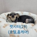 쪼꼬헤어 | 요크셔테리어 쪼꼬의 호텔링 시터 후기