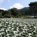 빛고운
