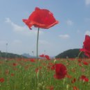 양귀비 - 군산시 중앙로 80-14 | 양귀비