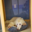 댕댕이 머리방 이미지