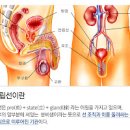 갑자기왼쪽아랫배통증 남자 여자 왜 그럴까 이미지