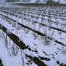 형제농장 이미지